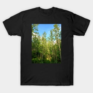 Evening Sun in the Forest T-Shirt